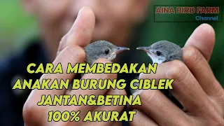 Download Cara Membedakan Anakan Burung Ciblek jantan\u0026Betina 100% AKURAT MP3