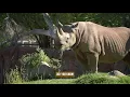 What Does a Rhino Eat