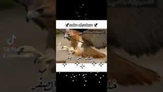 خليك مثل الصقر 