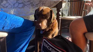 dog house 