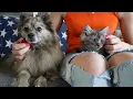 Download Lagu Första gången jag adopterat KATTUNGE!! Nimbus första dagar hemma (dag 1-3)