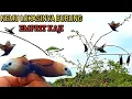 Download Lagu PIKAT EMPRIT KAJI!! RAME BANGET SUDAH KAYA PASAR