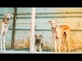 Download Lagu 💥Chipiparai Dog whatsapp status|Rabbit Hunting Status|Tamil Dog status|Indian dog status Dog lovers🐾