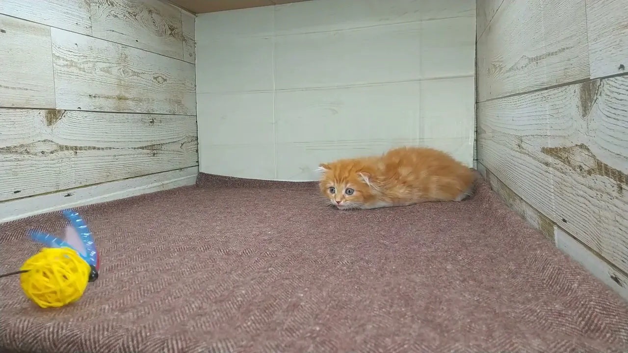 動画
