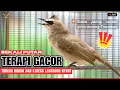 Download Lagu 🔥PANCINGAN TRUCUKAN GACOR ROPEL PANJANG | Kicau Burung untuk Masteran Trucuk Bahan agar Nyaut Emosi