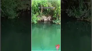 اكبر قرموط فى العالم          دندنها