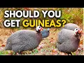 Guinea Fowl Homesteading Heaven or Hell