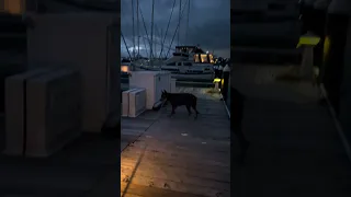 #fyp #dream #boat #pets #doberman