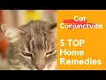 Cat s Eyes swollen and watery Cat Conjunctivitis Treatment