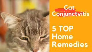 Cat s Eyes swollen and watery Cat Conjunctivitis Treatment