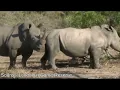 Reel rhino meeting today zoo kony zimbawe sokol
