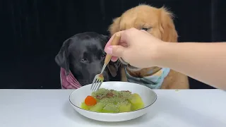 A Tale of Two Hungry Dogs. Golden and Labrador. Cute Pet Debut Plan