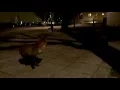 Urban Vixen