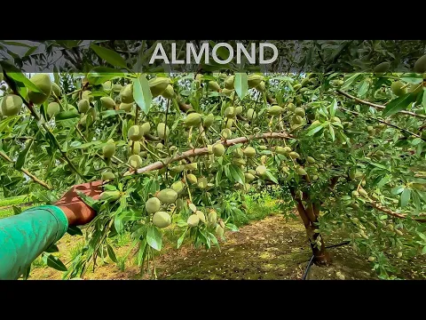 Download MP3 Ya conoces los árboles de Almendras? Así es como luce  con mucha fruta🤩😱 AMAZING ALMOND TREES