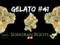 Gelato Strain Review - Sonoran Roots