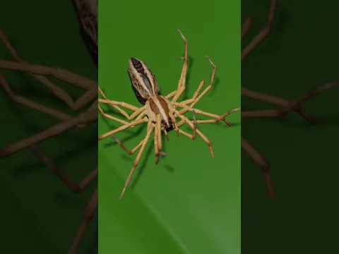 தோலை உரிக்கும் சிலந்தி பூச்சி 🕷️ #tamil #animation #stories #shorts #spider #spidermolting #skin