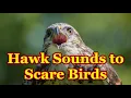 Sounds to scare birds The sounds of a bird of prey that scare away other birds - 3 hours
