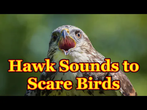 Download MP3 Sounds to scare birds 🐦 The sounds of a bird of prey that scare away other birds - 3 hours