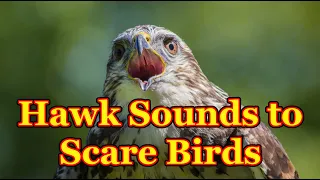 Sounds To Scare Birds The Sounds Of A Bird Of Prey That Scare Away Other Birds 3 Hours 