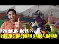 Download Lagu BURUNG GACOR OWOR2 HARGA BAHAN ! KOLEKSI TERBARU GACORAN MATERI DAN EKOR MONGKLE2
