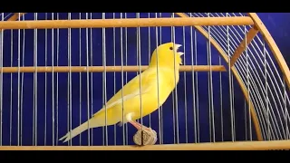 أقوى بتبتة لتحفيز الكناري على التغريد خالي من الأخطاء لتعليم الفراخ 