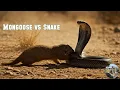 Mongoose vs Snake | The Fearless Rivalry Explained 🐍🔥
