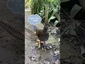 This bird doesn’t sing… it samples! 🎤🔥 #Lyrebird #animalfacts #birds #wildlife #animals #funfacts