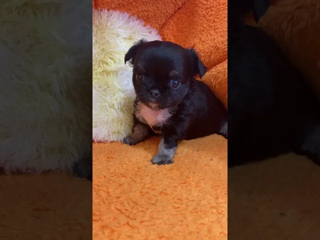 動画