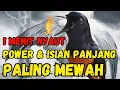 Download Lagu murai batu gacor AMPUH BUAT pancingan murai batu agar BUNYI jadikan burung murai gacor EMOSI NYAUT