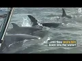 Terrified Baby Seal Jumps Onto Boat to Escape Orcas 😱❤️