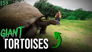 Great Galapagos Tortoise and Ancient Lava Tunnels Ep 153