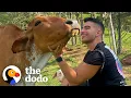 Download Lagu Dodo Producer Goes To Colombia To Meet A Very Special Cow In Person | The Dodo