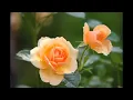 j^p^n - amend - first part only extended