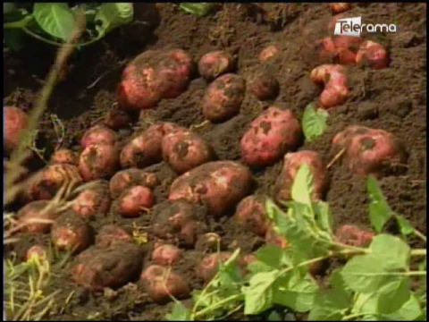 Ecuador Agropecuario 04-08-2017