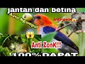 Download Lagu SUARA PIKAT BURUNG KEMADE||CABE CABEAN RIBUT!!AMPUH JOSS