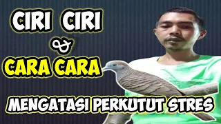 Download CARA MENGATASI PERKUTUT STRES SANGATLAH MUDAH DI BUKTIKAN. MP3