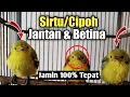 Download Lagu Perbedaan Sirtu Jantan\u0026Betina Anakan jamin 100% Tepat