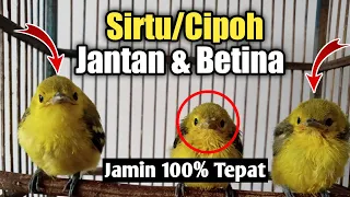Download Perbedaan Sirtu Jantan\u0026Betina Anakan jamin 100% Tepat MP3