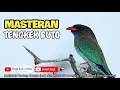 Lagu Masteran Mewah...!! Burung TENGKEK BUTO dengan Terapi Air Mengalir | Radja Kicau Mania