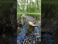 Can crocodiles taste their food