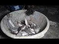 Download Lagu Siang cari Beras tumpah// malem panen ikan dg tangan kosong