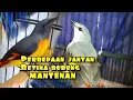 Download Lagu cara membedakan burung Mantenan kecil jantan dan betina