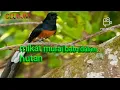 Lagu SUARA PIKAT BURUNG MURAI BATU DI HUTAN