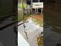 Hurricane Idalia Storm Surge in Port Richey Florida