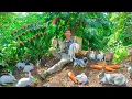 Download Lagu CEO Catches Wild Rabbits, Builds A Rabbit Hutch, Pick Eggplants \u0026 Kohlrabi To Cook A Delicious Meal.