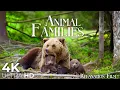 Cute Animal Families 4K Relaxation Film with Peaceful Music Nature 4K Ultra