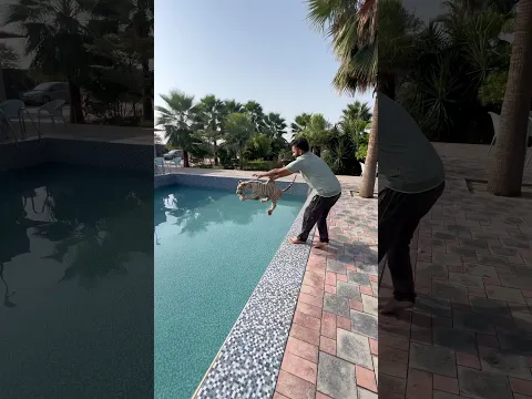 Series 191: Swimming With My 4 Month Old White Tiger Cub 🐆🐯