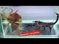 Download Lagu kepiting 🦀 vs Kalajengking 🦂 Siapa yg menang???