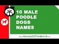 10 male poodle dog names - the best pet names