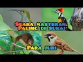 Download Lagu suara masteran burung paling di cari   bajing kekes| pijatung gunung|pelatuk bawang|burung gereja